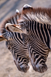 Zebras2